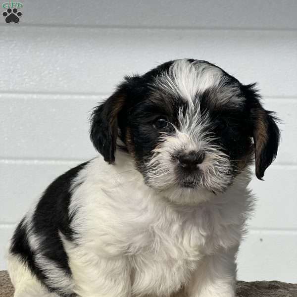 Ares, Shorkie Puppy